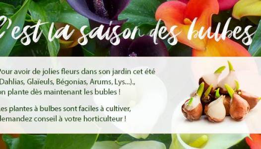 Bulbes printemps