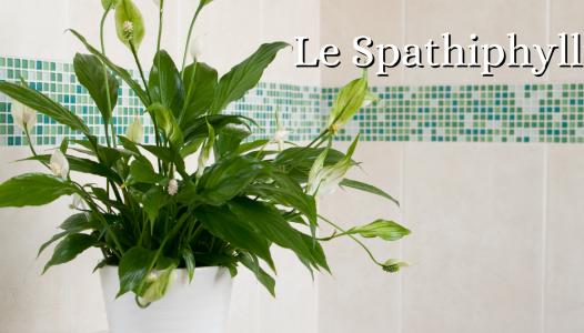 Spathiphyllum