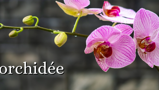L'orchidée