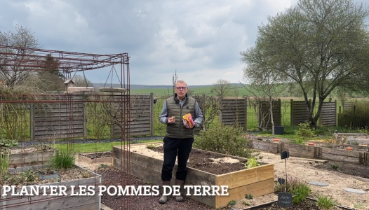 Les Pommes de terres