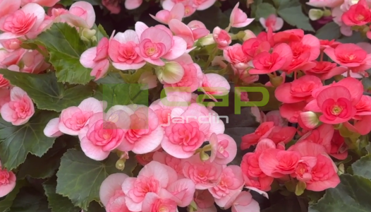 Les plantes d'intérieur à votre retour de vacances