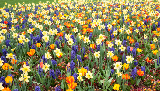 Bulbes à floraison printanière