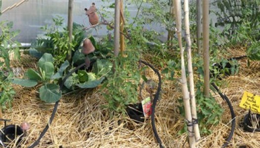 Après la pluie, l'arrosage