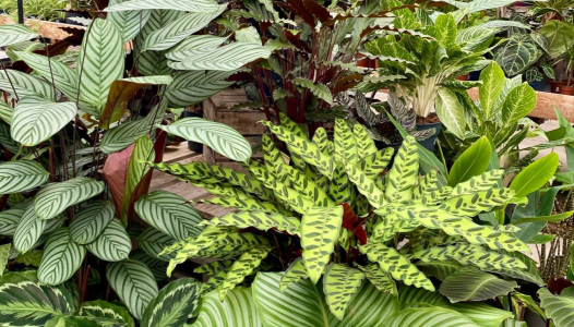 C'est la rentrée des plantes vertes !