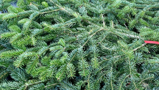 Cherchez votre sapin Nordmann !