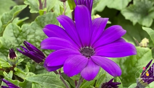 Cinéraire des fleuristes