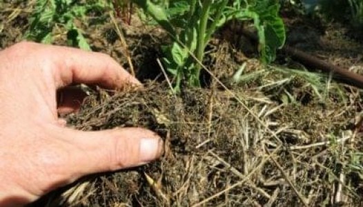 Les paillages, rôles, efficacité, intérêt écologique ?