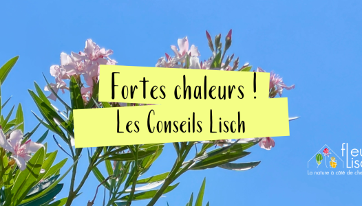 Fortes chaleurs !