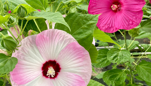 Hibiscus des marais