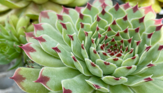 Des plantes économes en eau