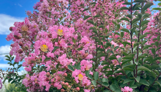 Floraison estivale