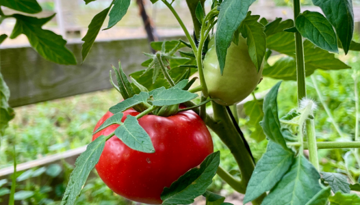 Traiter le cul noir de la tomate