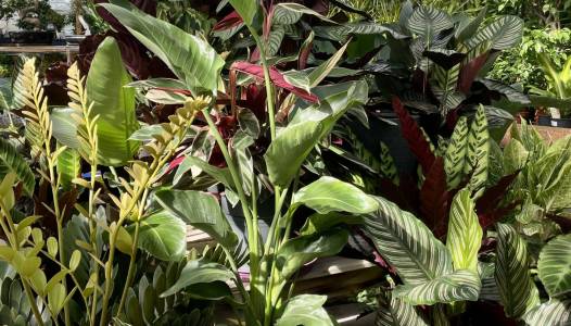 Arrivage de plantes vertes !