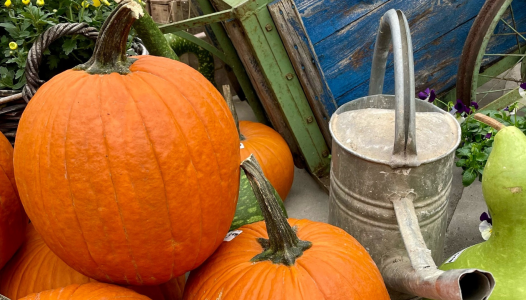 Des courges pour décorer et à déguster !