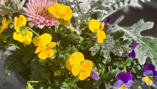 Compositions d'Automne