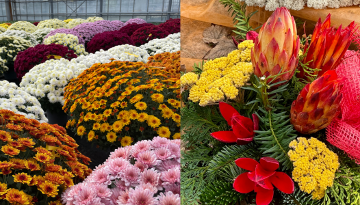 Offre après Toussaint