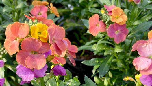 Vivaces de printemps