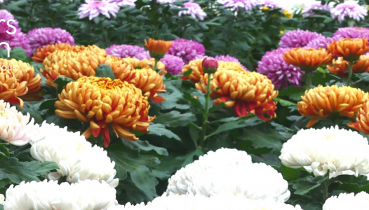 Les Chrysanthèmes à grosse fleur