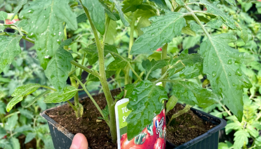 Cultipack de Tomates