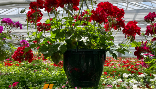 La saison des Géraniums 