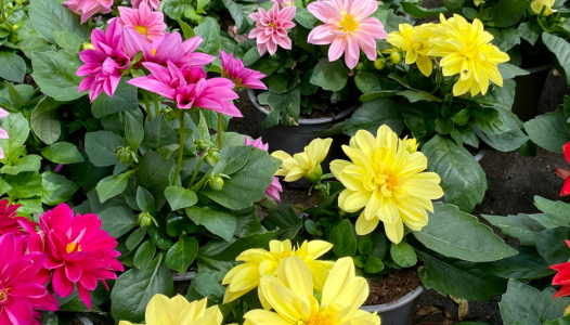 Plantes fleuries Annuelles