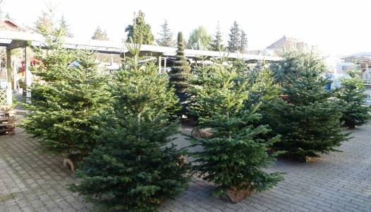 Votre sapin est arrivé !