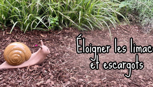 Lutter contre les limaces et escargots