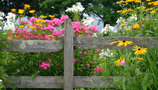 Les fleurs vivaces