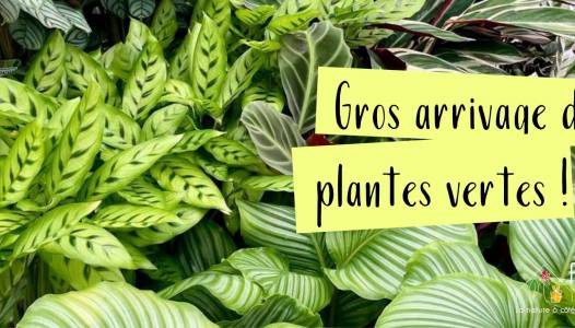 PLANTES VERTE AUTOMNE