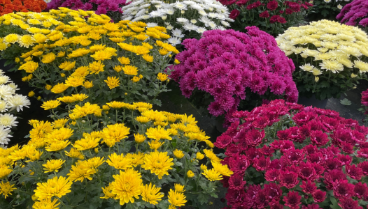 Foire aux chrysanthèmes