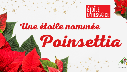 POINSETTIA