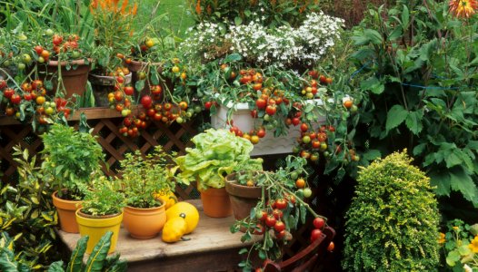 patio légumes