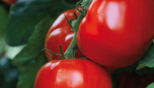 Promenade potagère, aujourd’hui la tomate. Chez Lisch, c’est une histoire d’amour ! Pas moins de 57 variétés disponibles ce printemps 2019 !