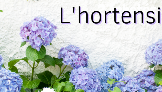 Hortensia