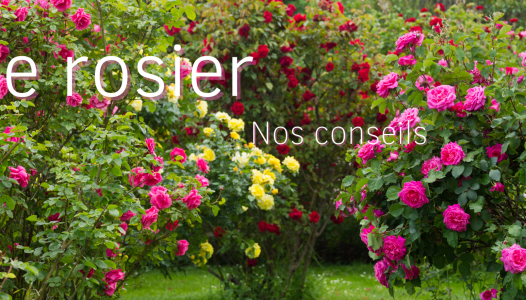Rosier