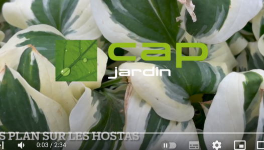 Les Hostas 