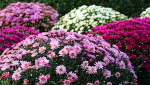 Les chrysanthèmes