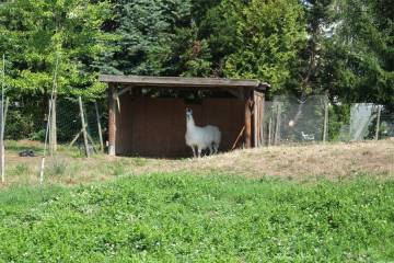 animaux fleurs lisch