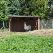 animaux fleurs lisch