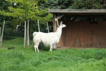 animaux fleurs lisch
