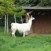 animaux fleurs lisch