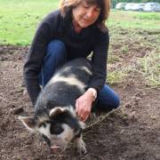 animaux fleurs lisch