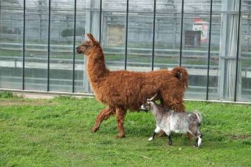 animaux fleurs lisch