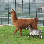 animaux fleurs lisch