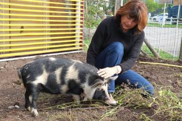 animaux fleurs lisch