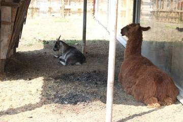 animaux fleurs lisch