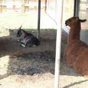 animaux fleurs lisch