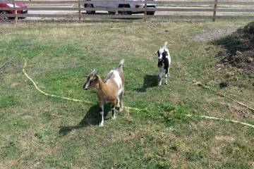 animaux fleurs lisch