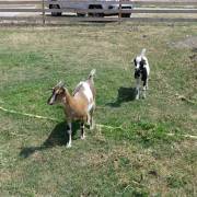 animaux fleurs lisch