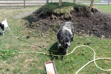 animaux fleurs lisch